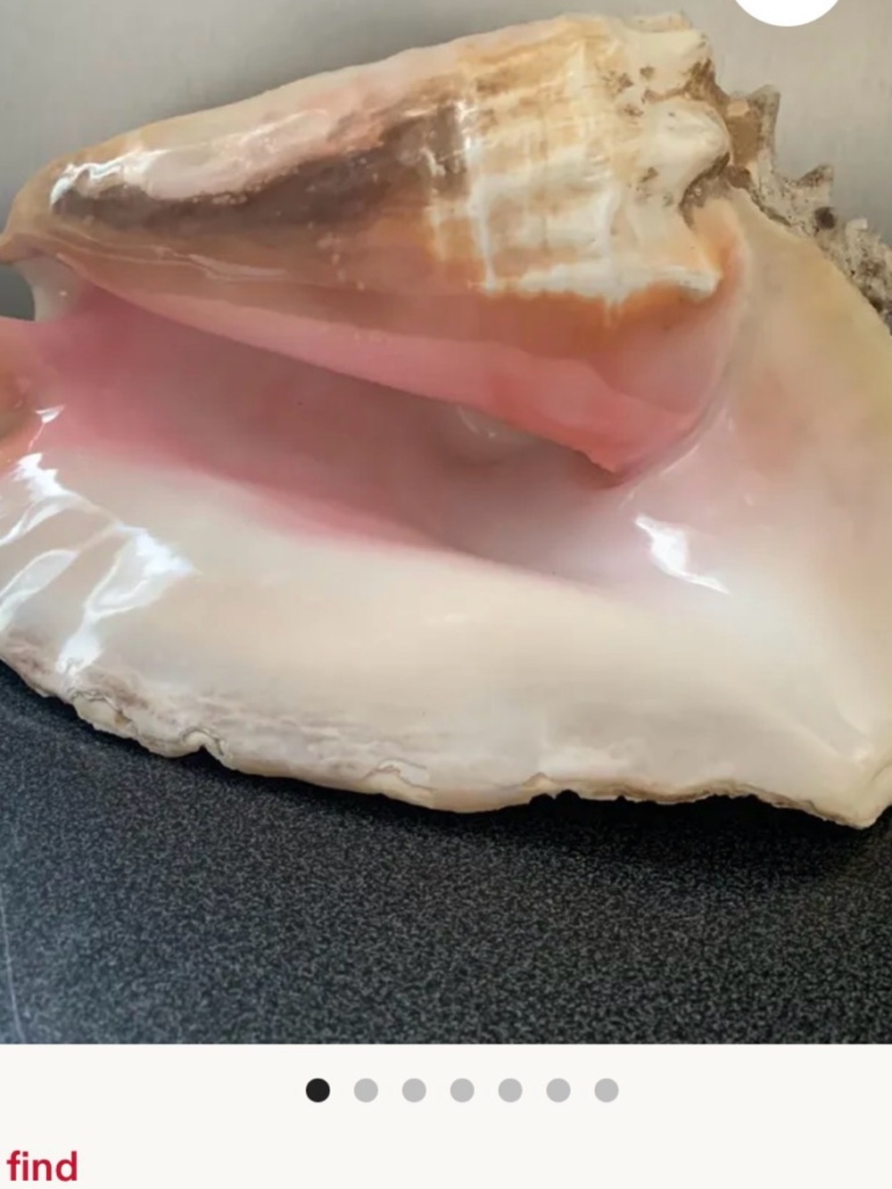 Natural Pink and Cream Conch Shell Decorative Accent